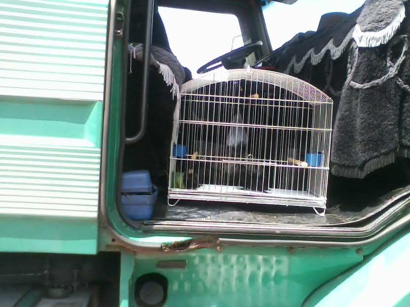 Caminhoneiro preso com aves silvestres leva multa de R$ 25 mil