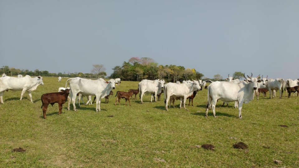 Campo Grande sedia simpósio sobre reprodução bovina