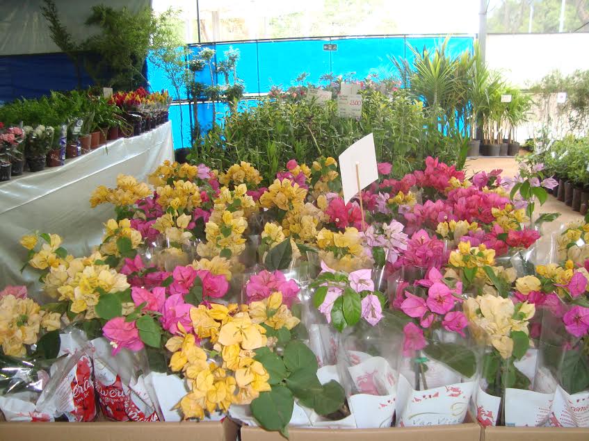 Feira de flores e mudas fica em Dourados até dia 7 de maio