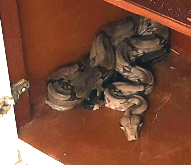 PMA captura jiboia de 1,5 m dentro de armário de casa