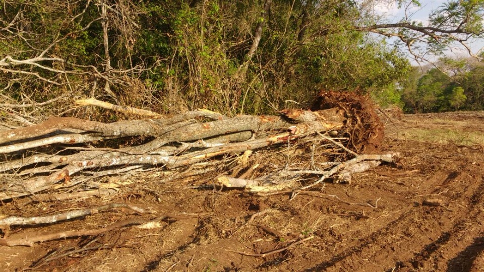 PMA autua agrônomo por derrubada de árvores protegidas