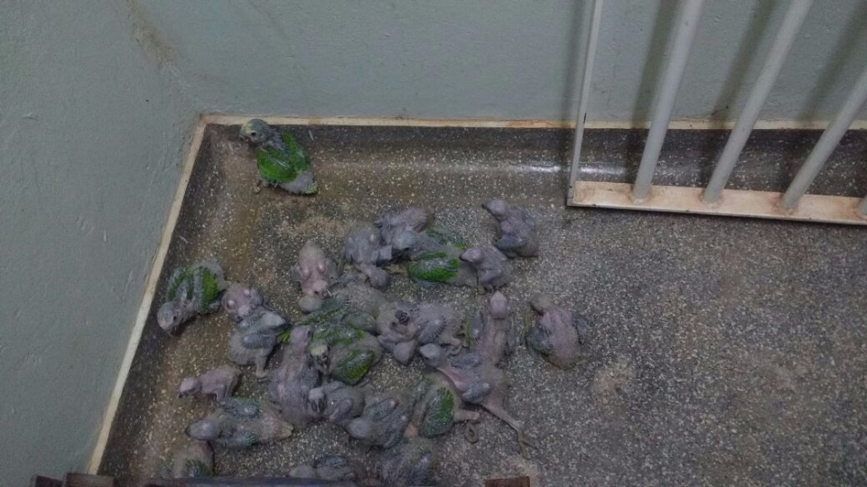 Preso com 112 papagaios leva multa de R$ 56 mil