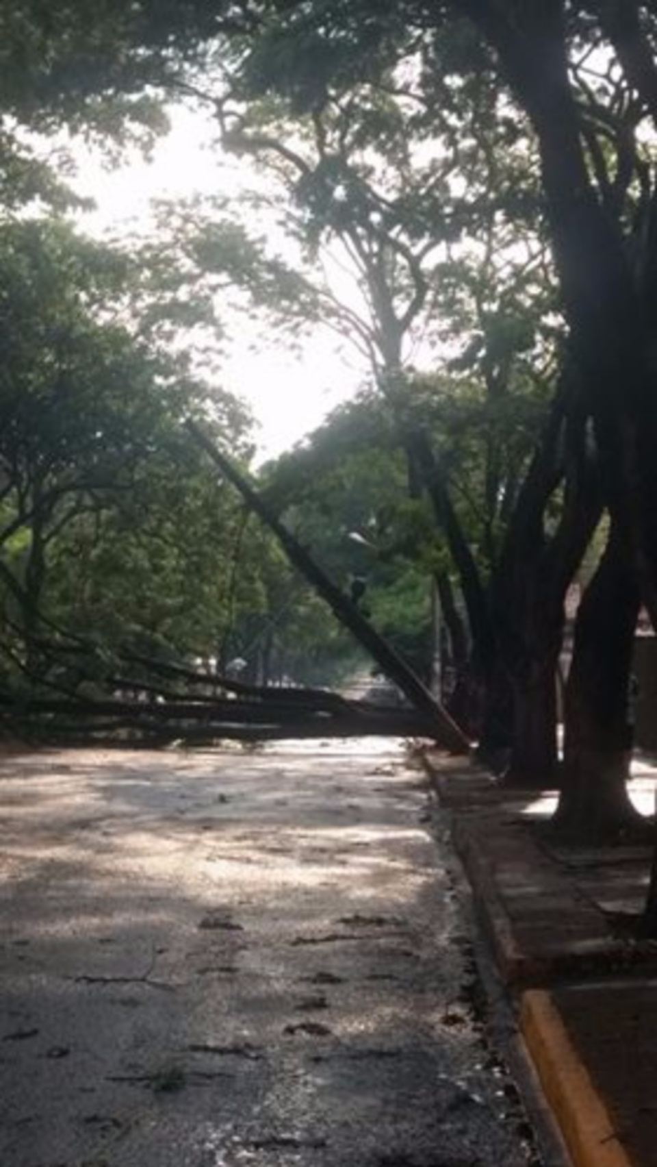 Chuva com ventos de 36 km/h derruba árvores em Dourados