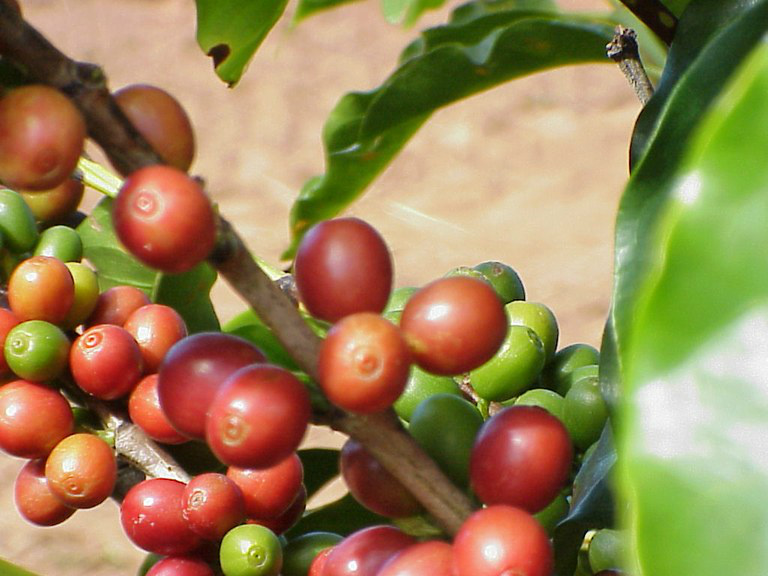 Café é o quinto item mais exportado pelo agronegócio brasileiroImprensa MG