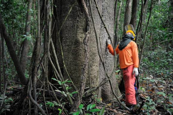 Pesquisadores e ribeirinhos buscam a sustentabilidade pelo manejo florestalTomaz Silva/Agência Brasil