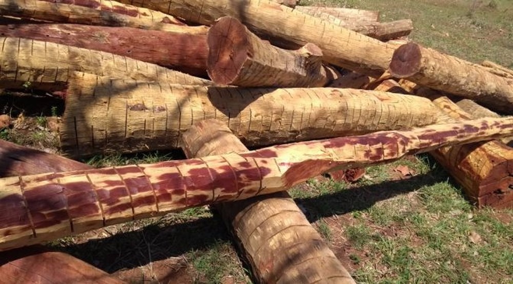 PMA encontrou várias madeiras armazenadas ilegalmente no local (Foto: Polícia Militar Ambiental/Divulgação)
