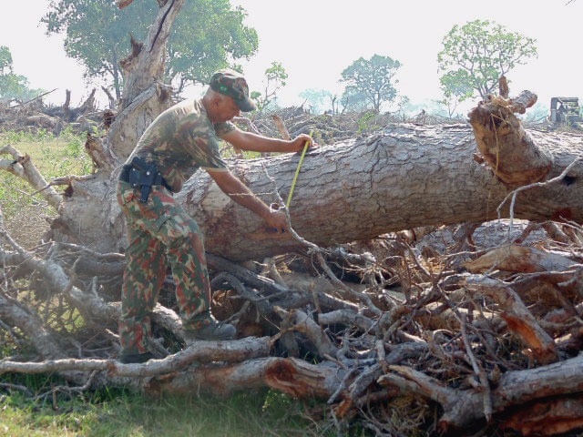 Policial militar ambiental mede tronco de árvores cortada no Pantanal