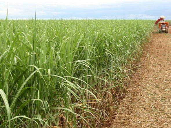 Programa viabilizará o plantio de mais de 400 mil hectares de cana-de-açúcarDivulgação/Governo de MG