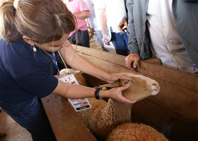 Pesquisadora Ana Carolina Chagas demonstra método Famacha para controle da verminose ovina. - Foto: Gisele Rosso