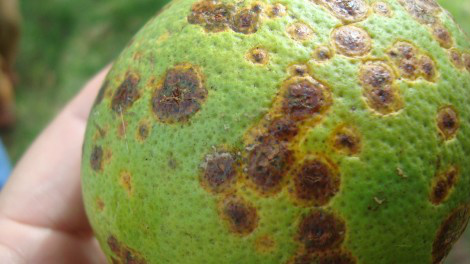 HLB ou Amarelão dos citros é uma das pragas quarentenárias que mais preocupa e causa prejuízo à citricultura em território nacional. Foto: Divulgação