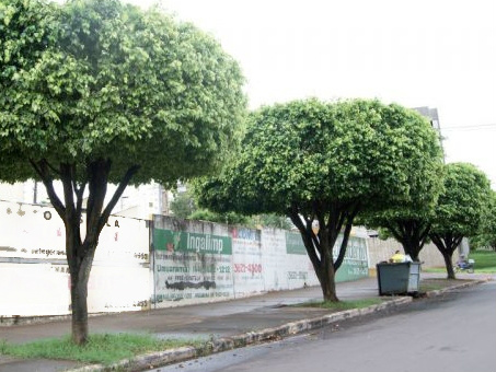 Oiti é uma espécie de árvore que virou moda em várias cidades do paísFoto:Arquivo