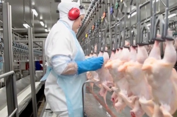 O  embargo afeta apenas as exportações de frango de ambas para a União Europeia e o frigorífico continua trabalhado normalmente.