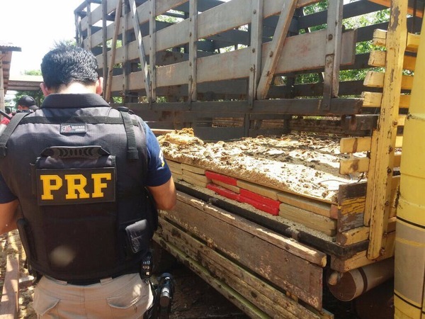 PRF encontra droga, armas, mira a laser e munições em fundo falso de caminhão