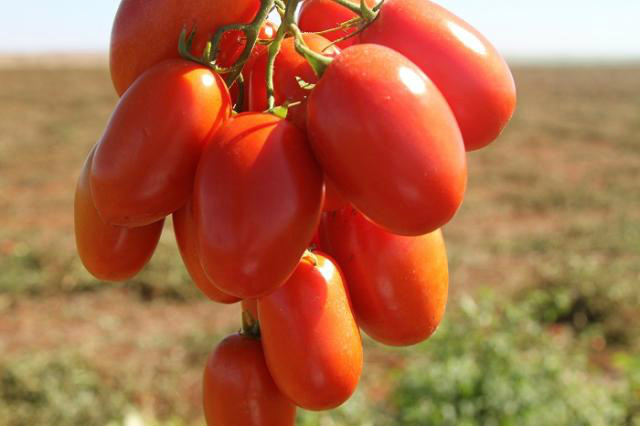 Foto: Henrique Carvalho.BRS Sena: primeiro híbrido nacional de tomate para processamento industrial