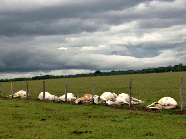 Raio matou 13 cabeças de gado; animais estavam próximos a cerca (Foto: Paulo Fernandes / G1 MS)
