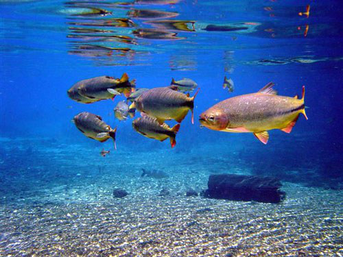 Com águas cristalinas, rio da Prata corresponde a um imenso aquário natural.Divulgação/ Ministério do Turismo