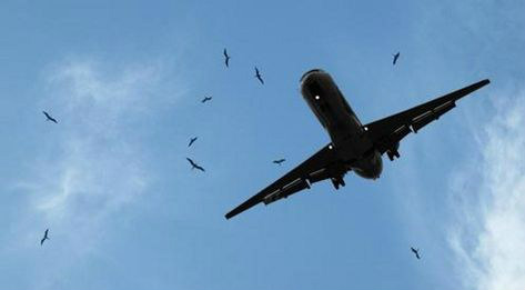 Lei nº 12.725 aprovada em 2012 tem como objetivo o controle da fauna nas imediações de aeródromos.Divulgação/MMA