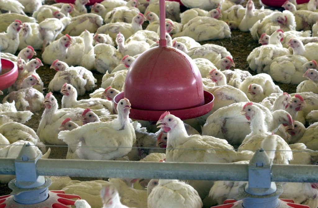 A expectativa brasileira é de que sejam eliminados os entraves à exportação de frangos à Indonésia. Foto: EBC