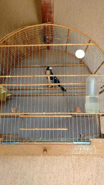 Criadores de pássaros são multados em R$ 3,5 mil