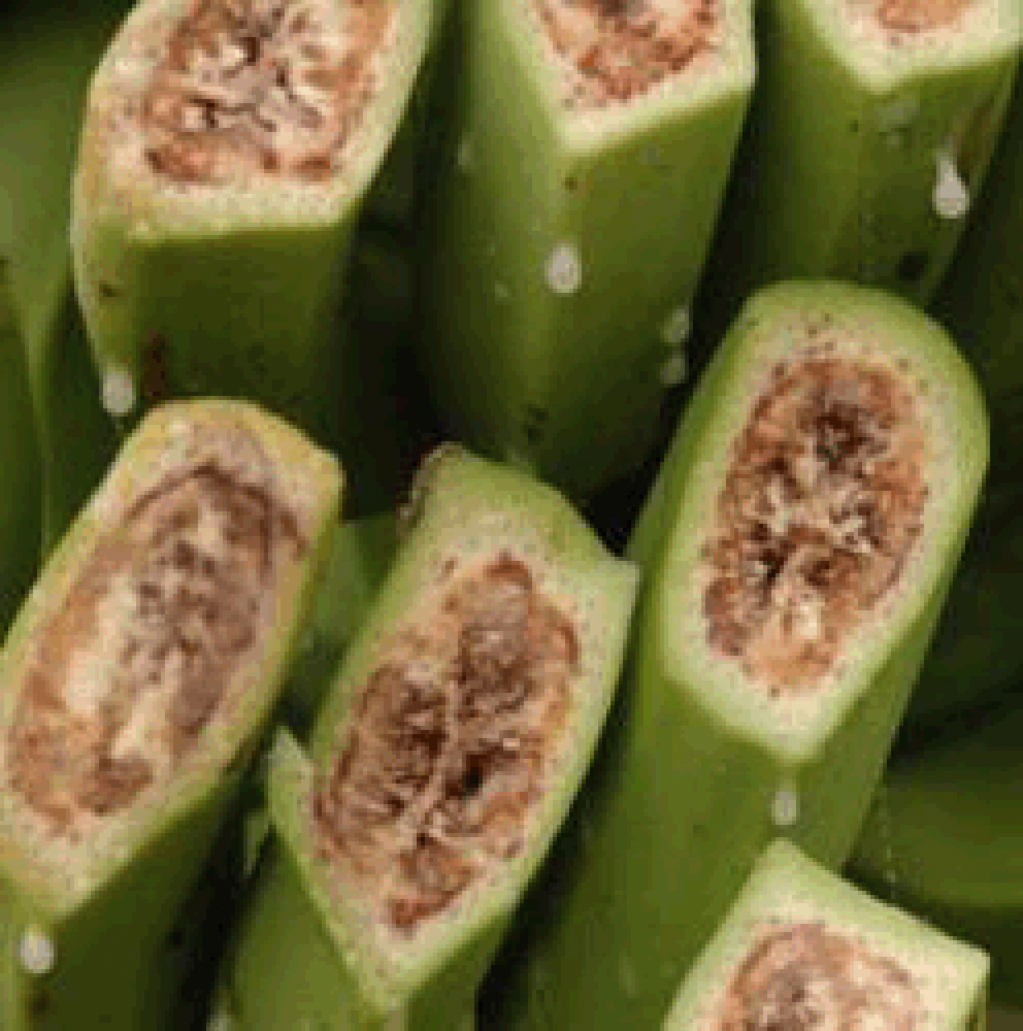 Frutos com sintomas do Moko da Bananeira_Arquivo Embrapa