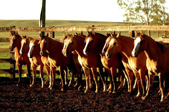Normativa regulamentará a importação e a exportação de cavalos para reprodução, competições de hipismo e de provas funcionais.Divulgação/Mapa