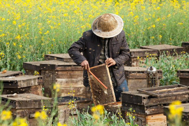 Mel utilizado na alimentação artificial de abelhas deve vir do próprio apiário e oriundo de uma colheita anterior, como forma de evitar surgimento de doenças de outros locais. Foto: Divulgação Shutterstock