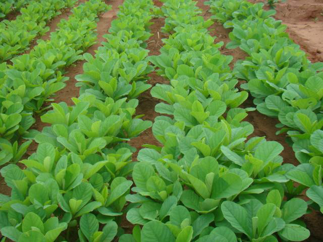 Henrique Bonin - A crotalária é uma planta leguminosa de rápido crescimento, que tem sido utilizada para adubação verde.