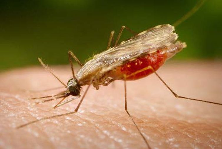 O mosquito Anopheles, transmissor da malária - Portal Biologia/Divulgação