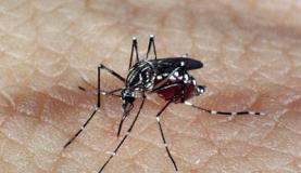 Mosquito transmissor das doençasAgência Brasil/Arquivo