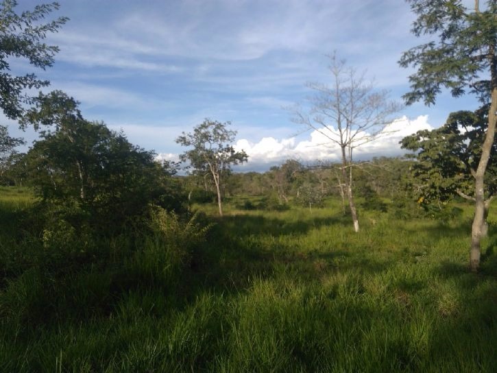 Justiça suspende desmatamento de mais de 20 mil hectares no Pantanal