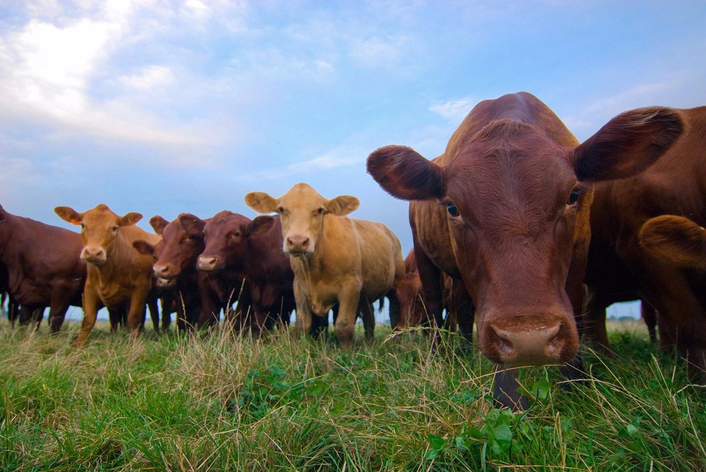 Pecuária é segmento da produção de alimentos que mais emite gases do efeito estufa. Foto: Departamento dos Estados Unidos para Agricultura / Ryan Thompson