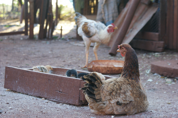 Criadores de galinhas pode continuar atividade em chácaras localizadas na zona rural