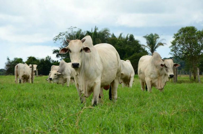 Cerca de 164,7 milhões de bovinos e bubalinos foram vacinadosDivulgação/Governo de TO