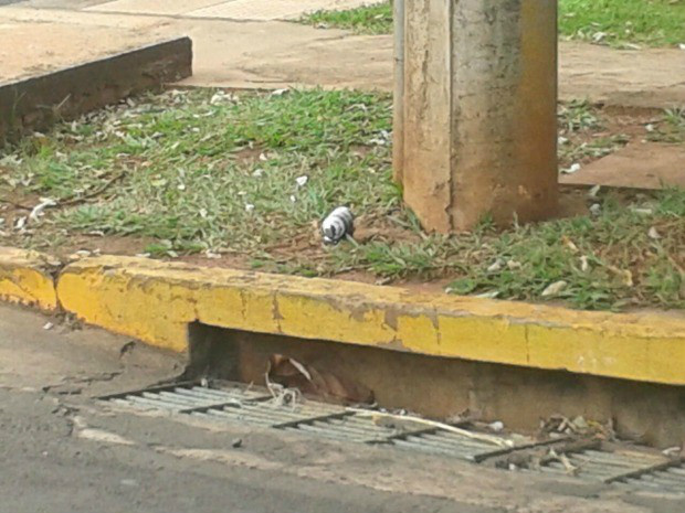 Bomba de efeito moral é encontrada em frente a condomínio de Campo Grande (Foto: Osvaldo Nóbrega/TV Morena)