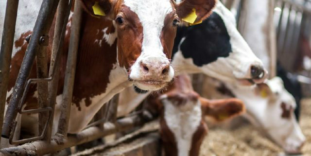 Brasil conta com aproximadamente 1,3 milhão de pecuaristas de leite, atuando em fazendas que, por sua vez, são responsáveis pela ordenha de 23 milhões de vacas. Foto: Divulgação SIS/Sebrae