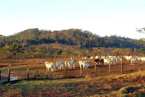 O abate de bovinos chegou a 7,98 milhões de cabeças no terceiro trimestre, 7,6% a mais do que no segundo trimestre -Marcello Casal Jr/Arquivo Agência Brasil