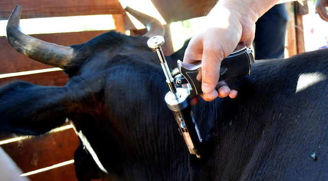 A primeira etapa de vacinação contra a febre aftosa para o rebanho de bovinos e bubalinos de Mato Grosso do Sul já tem seu calendário confirmado pela Agência Estadual de Defesa Sanitária Animal e Vegetal (Iagro)