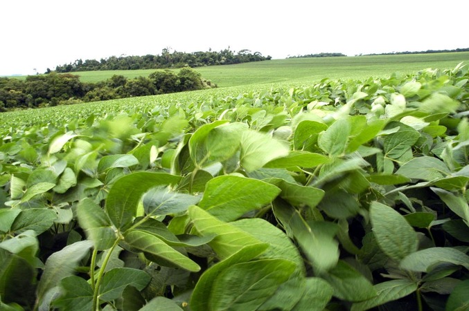 Brasil põe em prática um plano de “agricultura com baixas emissões carbono