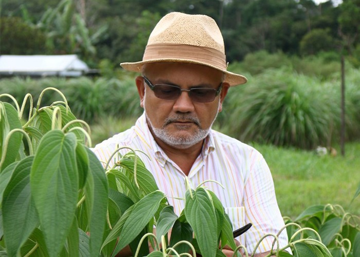 Pesquisador Francisco Celio com planta de Piper aduncum - Foto: Felipe Rosa
