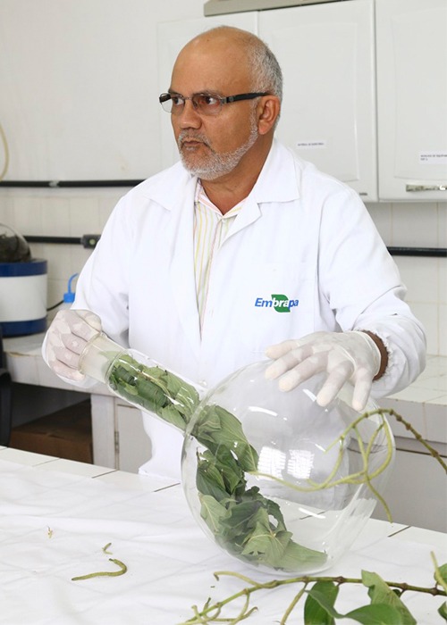 Pesquisador Francisco Célio inicia preparo para extração de óleo essencial da planta - Foto: Felipe Rosa