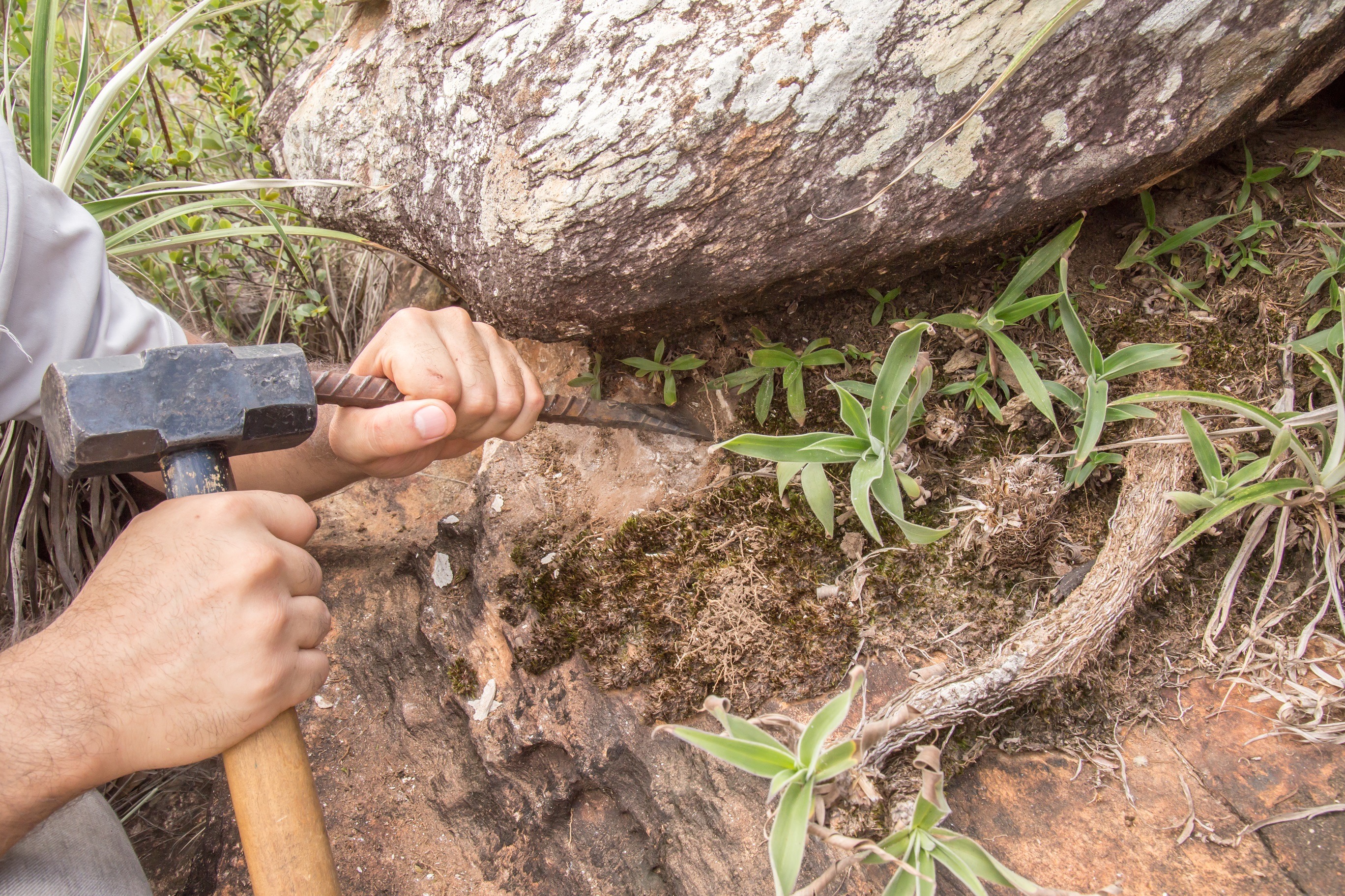 Pesquisadores do GCCRC estudam microbioma de plantas de campos rupestres - Foto: Divulgação GCCRC