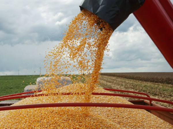 O fim da colheita do milho safrinha 2015/2016, ficou 1/3 do abaixo do esperado pelas projeções da Aprosoja  foto - divulgação