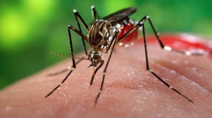 MS registra seis casos de zika vírus em 2017