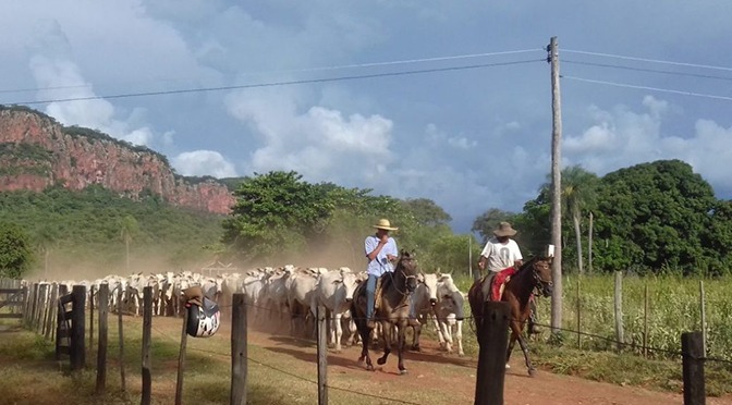 Rebanho bovino de Mato Grosso do Sul que em 2016 era de 21.226.885 de cabeças e aumentou para 21.824.147 de cabeças em 2017Foto: Divulgação Uems