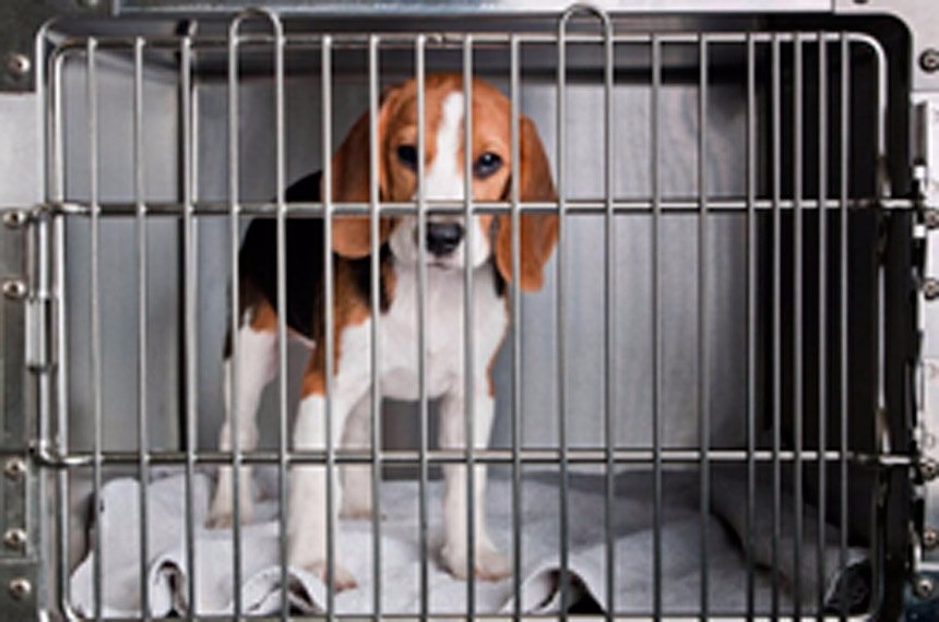Cão da raça beagle, utilizado em atividades de ensino, pesquisas e testes laboratoriais para o desenvolvimento de produtos de uso cosmético em humanosANDA