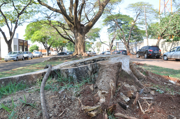 Quem praticar remoção ou poda de árvore sem autorização pode ter de pagar multa revertida em mudas de plantas, que variam de 10 a 100 exemplares (Foto: Luiz Radai)