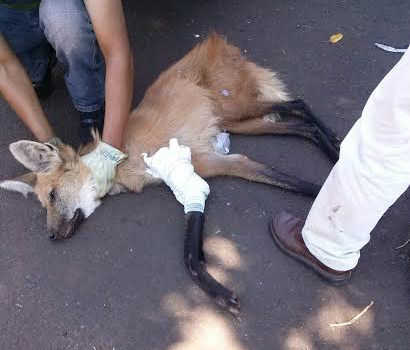 Animal recuperado pela PRF recebeu atendimento; em Dourados, jaguatirica acabou morrendo (Foto: Divulgação/PRF)