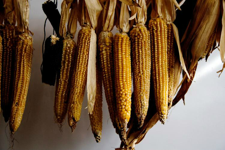 O milho crioulo está na lista de alimentos brasileiros com risco de extinção / MDA