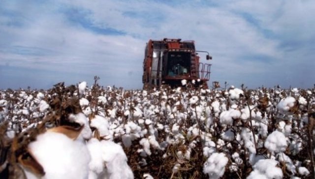 Mais de 80% do algodão produzido no Brasil são devidamente certificados, cenário que coloca o país como líder mundial em certificação e comprovação de adoção de processos sustentáveis em campo. Foto: Divulgação