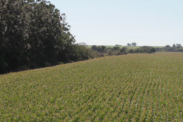A área destinada para o plantio do grão é de 1,5 milhão de hectares. Foto: Assessoria